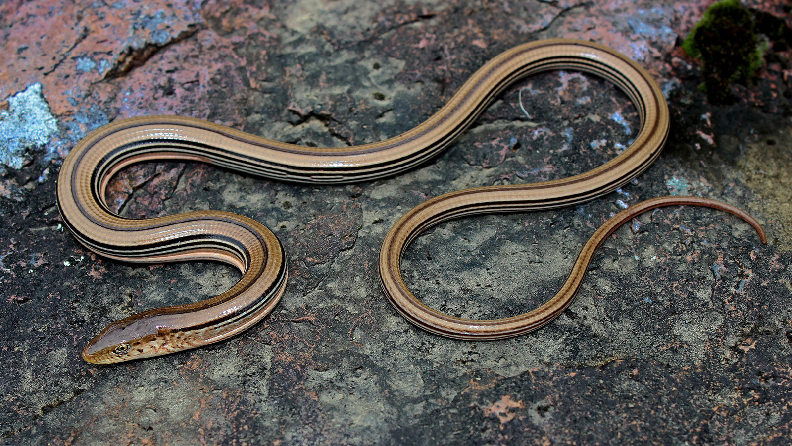 Slender glass lizard
